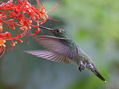 Glittering-throated Emerald