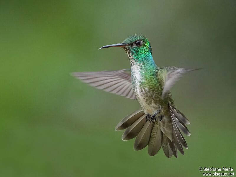 Versicolored Emerald