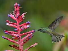 Versicolored Emerald