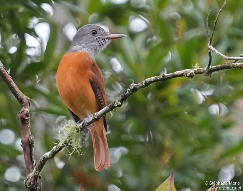 Grey-hooded Attilaadult