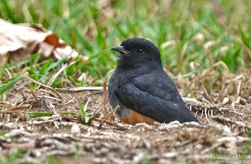 Swallow-winged Puffbirdadult