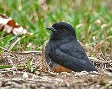 Swallow-winged Puffbird