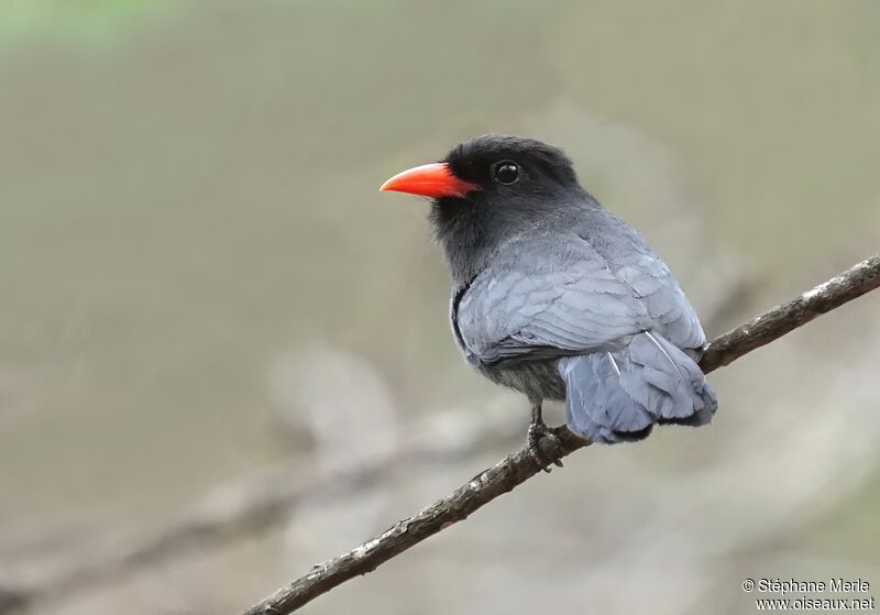 Black-fronted Nunbirdadult