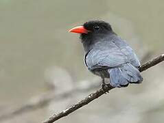 Black-fronted Nunbird