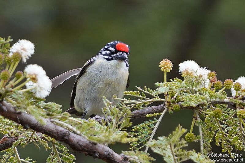 Northern Red-fronted Tinkerbird