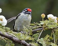 Northern Red-fronted Tinkerbird