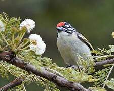 Northern Red-fronted Tinkerbird