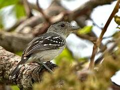 Planalto Slaty Antshrike