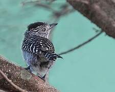 Barred Antshrike