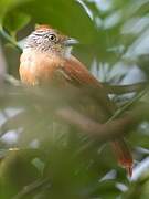 Barred Antshrike