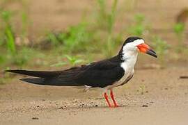 Black Skimmer