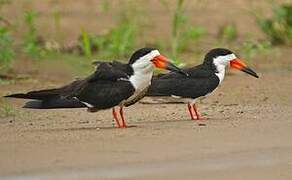 Black Skimmer