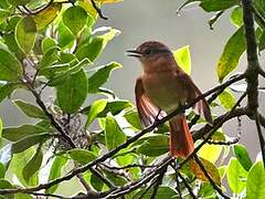 Chestnut-crowned Becard