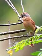 Chestnut-crowned Becard