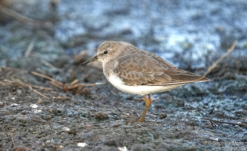 Temminck's Stintadult post breeding