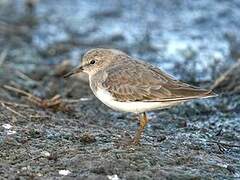 Temminck's Stint