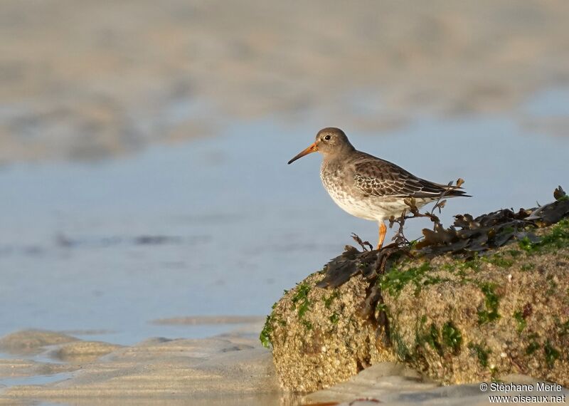 Purple Sandpiperadult