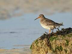 Purple Sandpiper