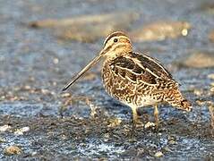 Common Snipe