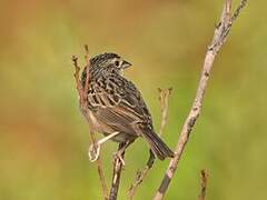 Grassland Sparrow