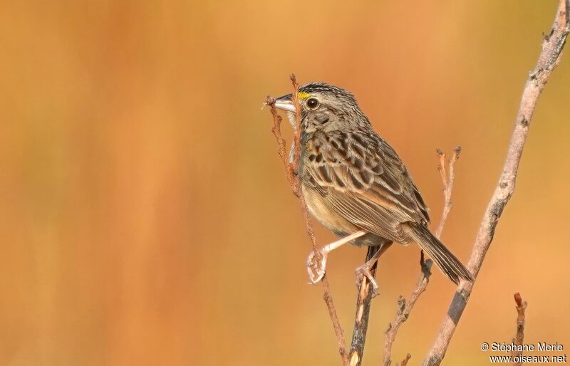 Bruant des savanes