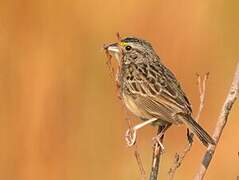 Grassland Sparrow