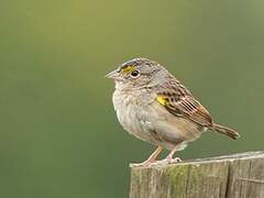 Grassland Sparrow