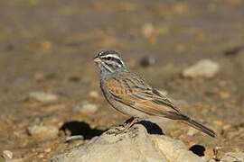 Striolated Bunting