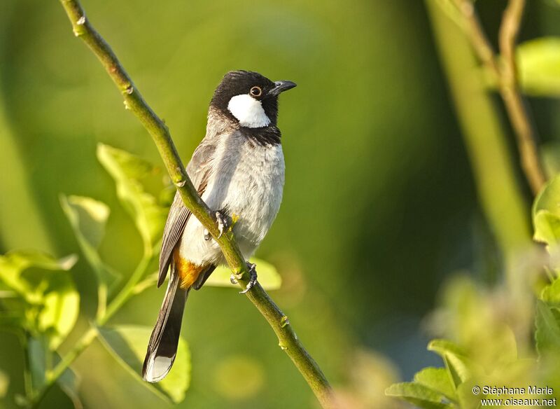 Bulbul à oreillons blancsadulte