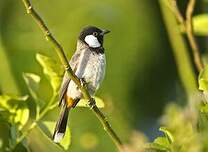 Bulbul à oreillons blancs