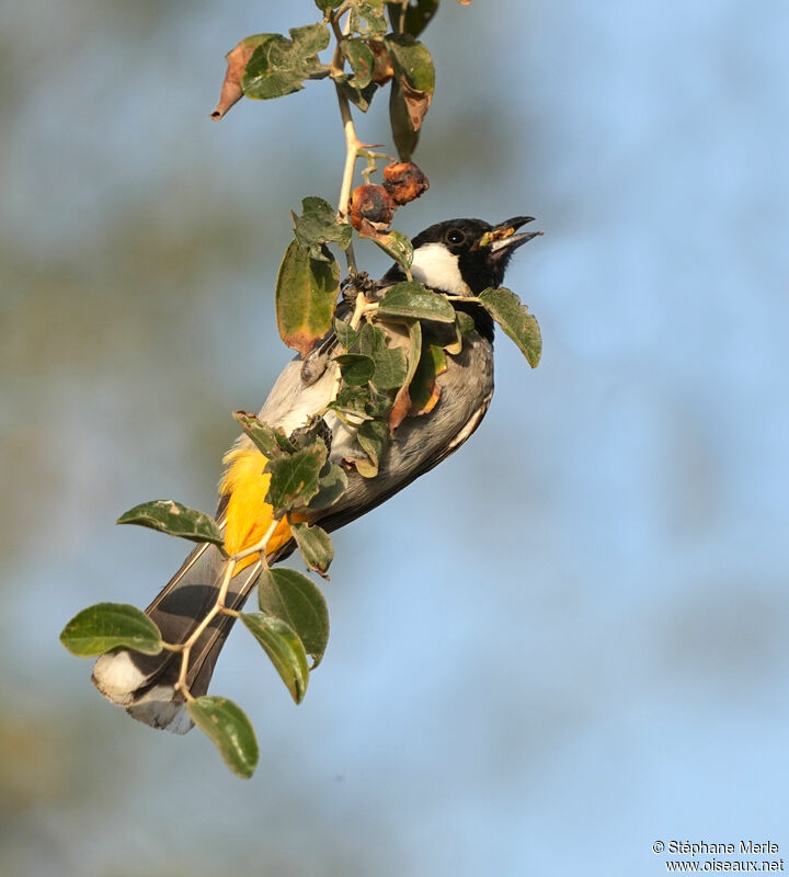 Bulbul à oreillons blancs