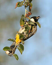 Bulbul à oreillons blancs