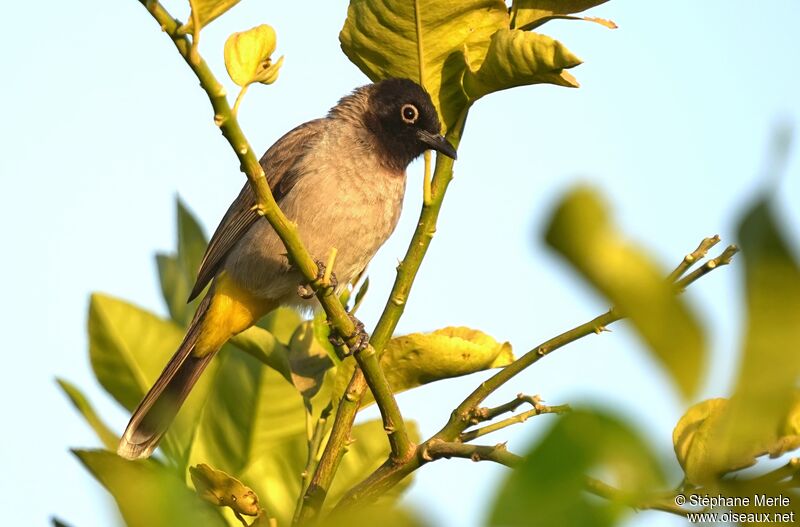 Bulbul d'Arabie