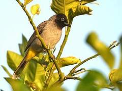 Bulbul d'Arabie