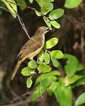 Bulbul importun