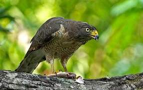 Roadside Hawk