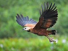 Black-collared Hawk