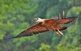 Black-collared Hawk