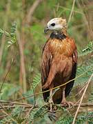 Black-collared Hawk