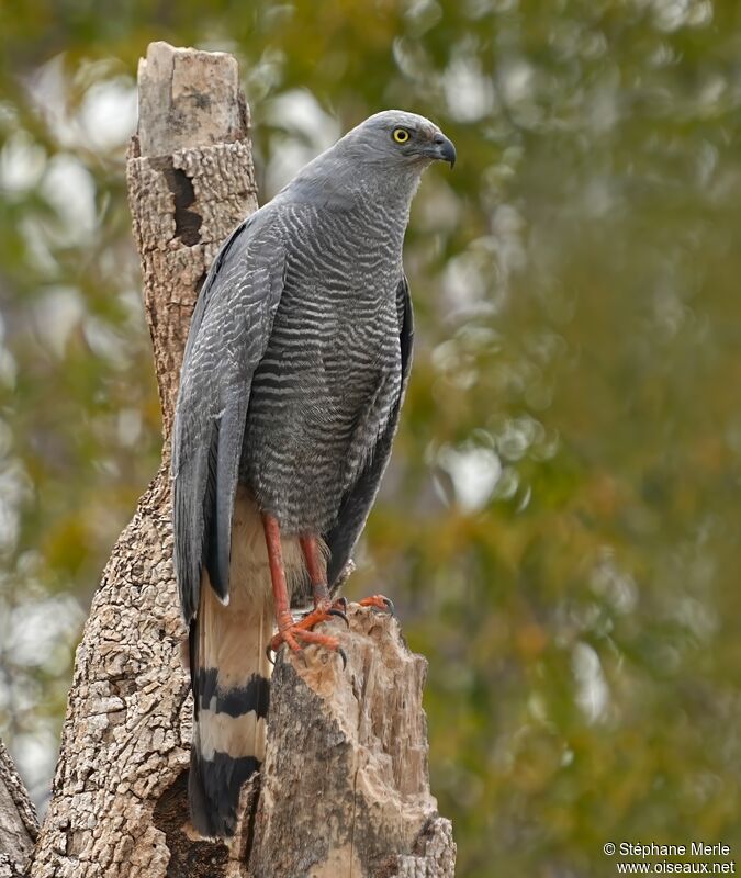 Crane Hawkadult