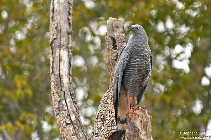 Crane Hawkadult