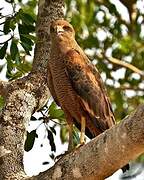 Savanna Hawk