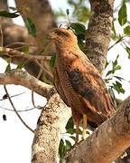 Savanna Hawk