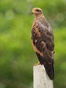 Savanna Hawk