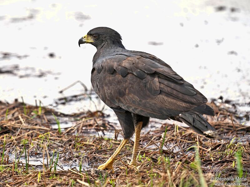 Great Black Hawkadult