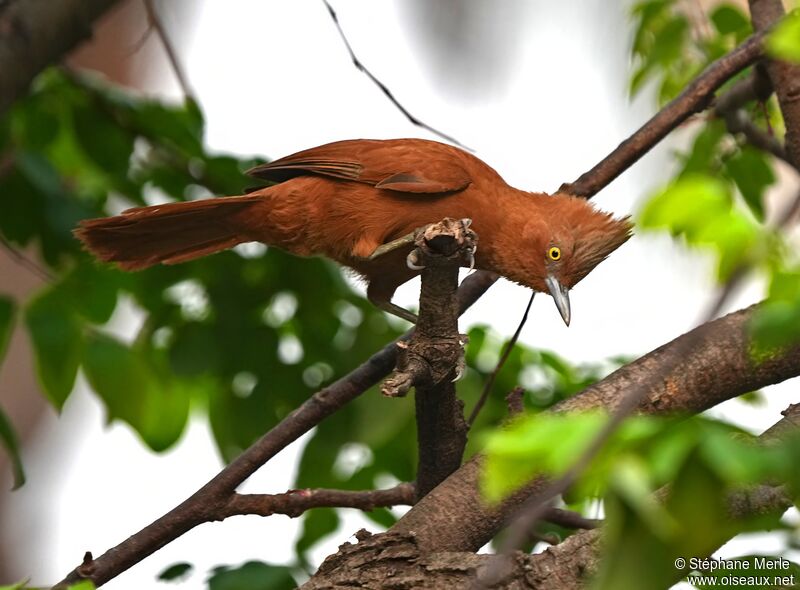 Cacholote uniadulte