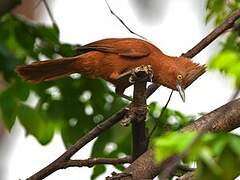 Grey-crested Cacholote