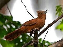 Grey-crested Cacholote