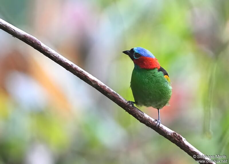 Red-necked Tanageradult