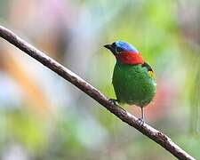 Red-necked Tanager